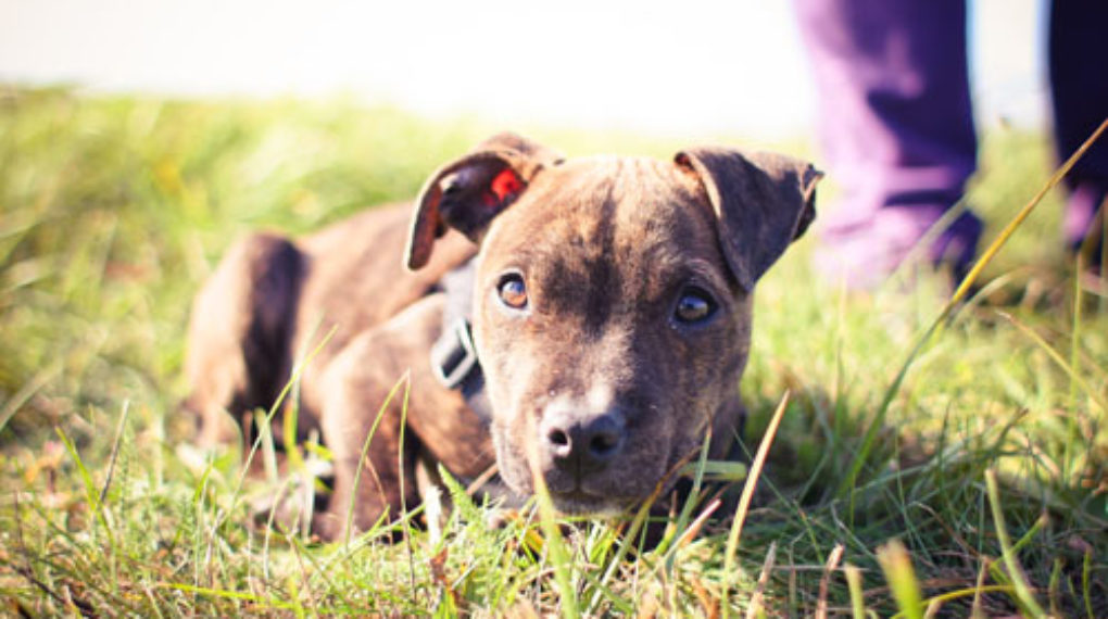 puppy pitbull