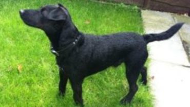 Patterdale Terrier – One Part Of The Miniature Pit Bull