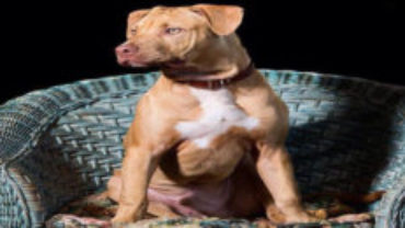 American Pitbull Terrier – All You Need To Know