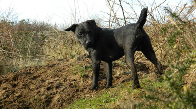 patterdale terrier pitbull mix