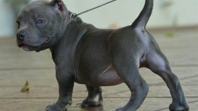 Pocket Pitbull - Miniature Pitbulls 