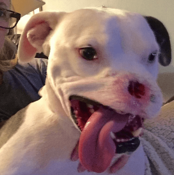 miniature pitbulls