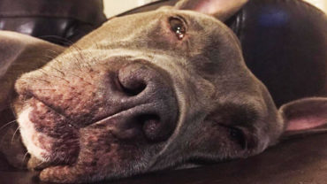 This Pit Bull’s Life Changed On Her First Birthday