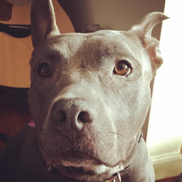 roxy the pitbull