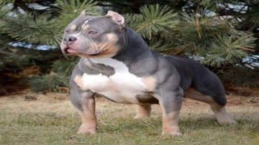 American Bully Dog Breed