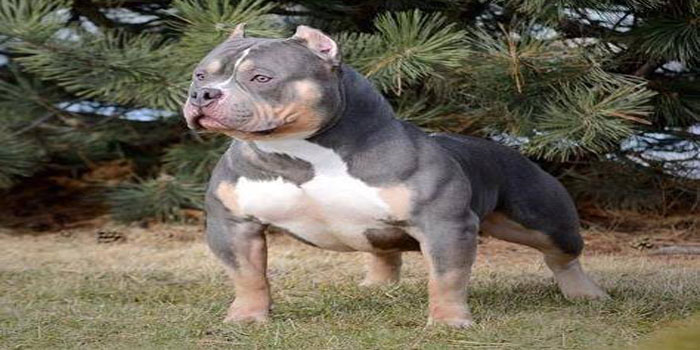 tri color pocket pitbull