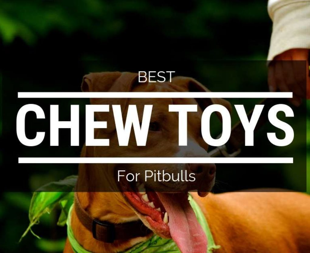best chew toys for pitbulls