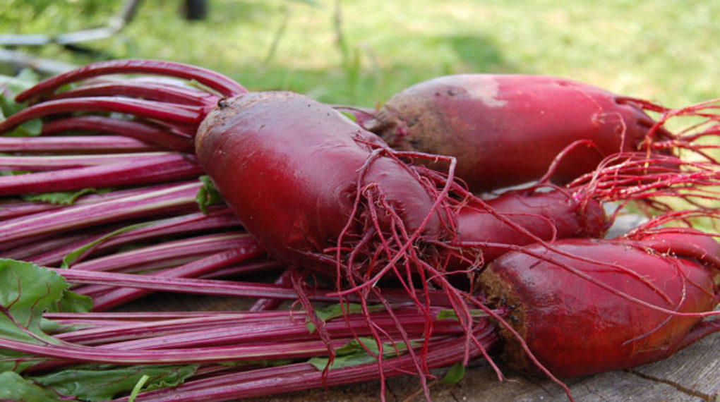 can dogs eat beets