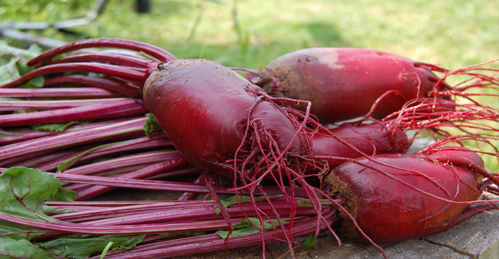 can dogs eat beets