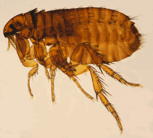 fleas
