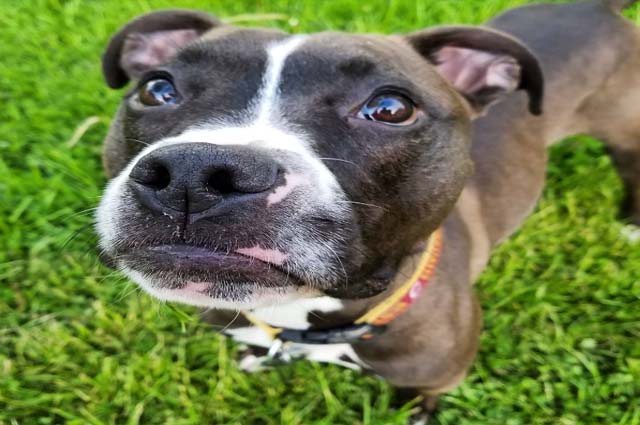 bully pitbull boxer mix