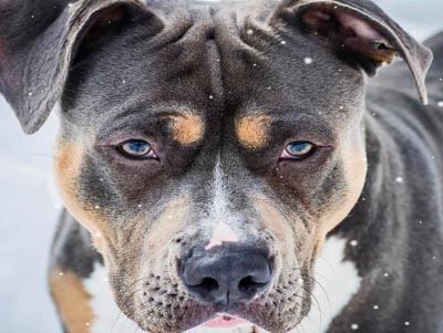 tri color american pitbull terrier