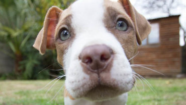 Pitbull Puppies