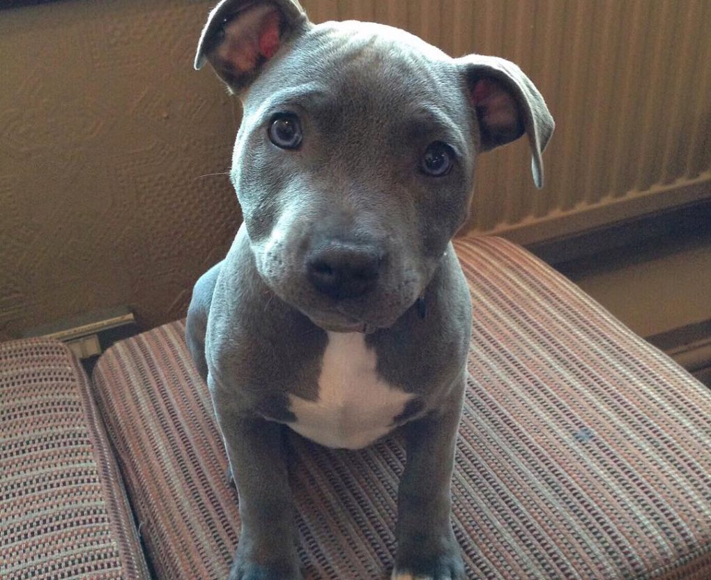 staffy puppy