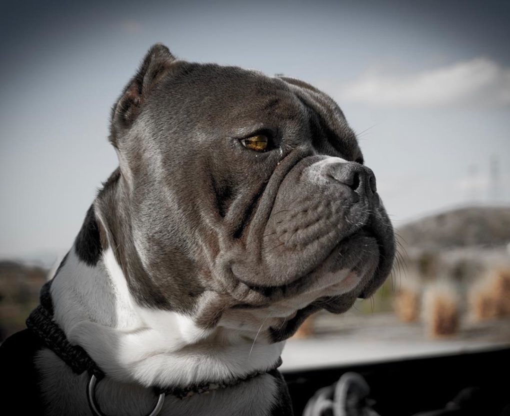 American Pocket Bully: Temperament, Appearance, & Care - PawSafe