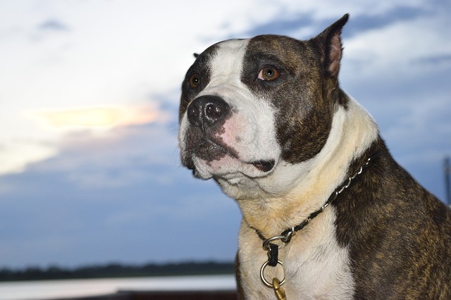 white and brindle pit bull