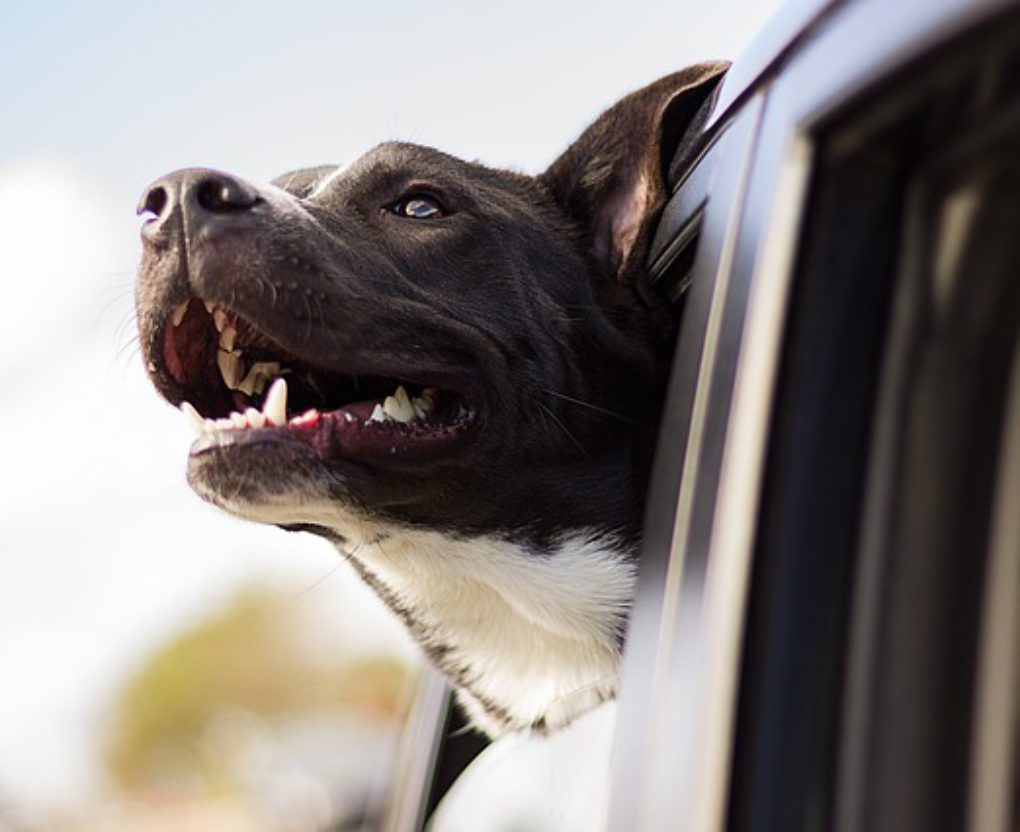 pitbull in car