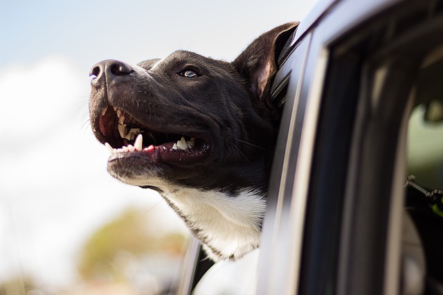 pitbull in car