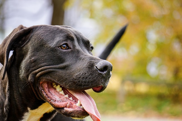 black pitbull