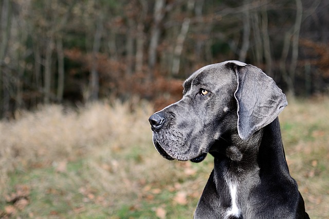 gray great dane