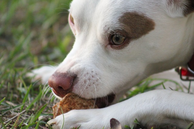 pit bull eating food