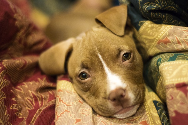 pitbull puppy