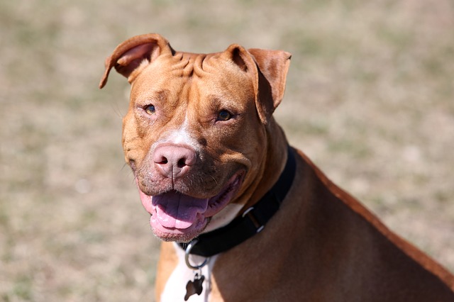 red-nosed-pit-bull red nosed pit bull