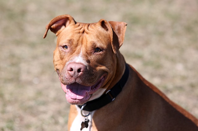 red nosed pit bull