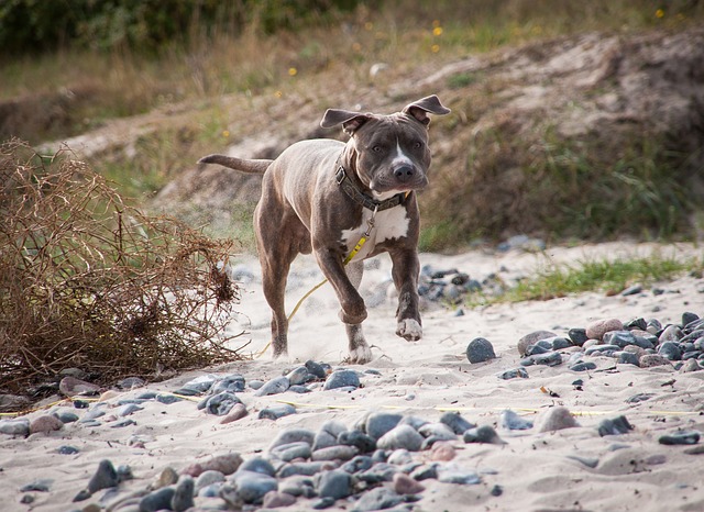 brown and white american staffordshire running