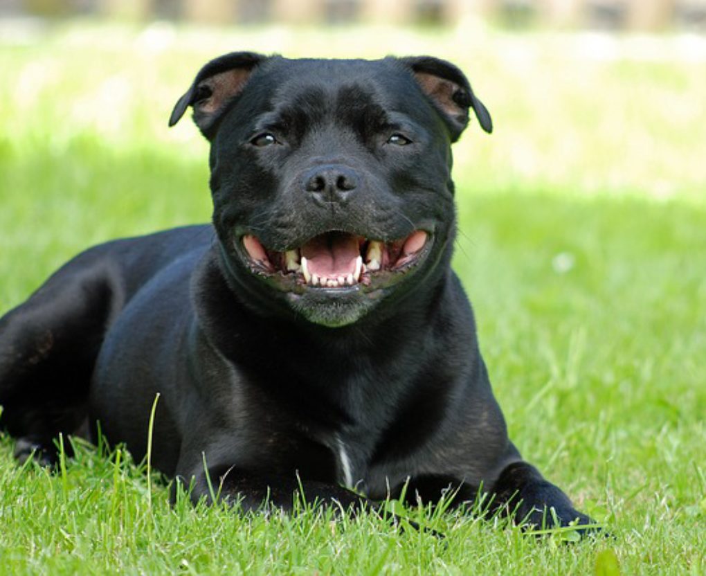 pit pug mix puppies