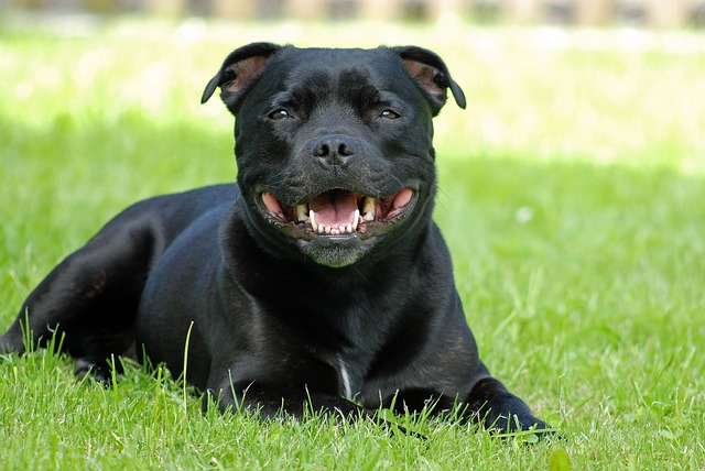 black american staffordshire