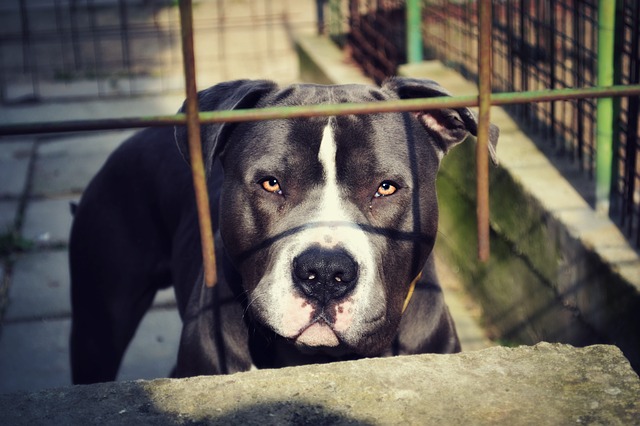 black and white american bull terrier