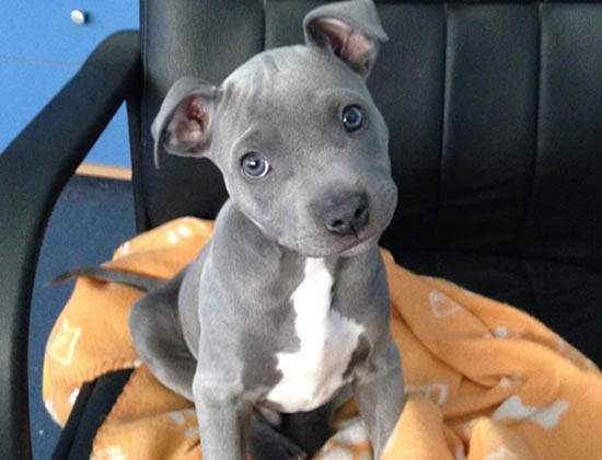 grey and white blue eyed pitbull