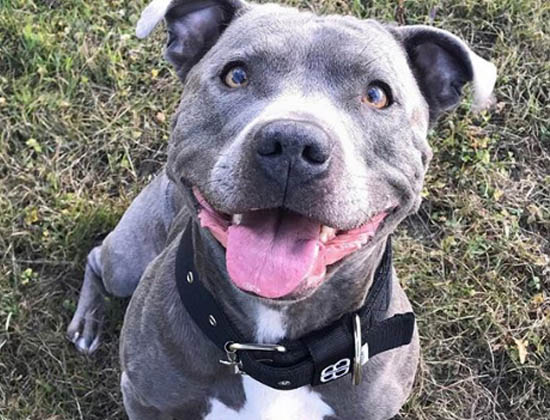 blue pit breeds