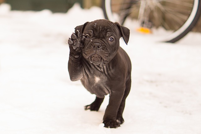 brown english bulldog in snow