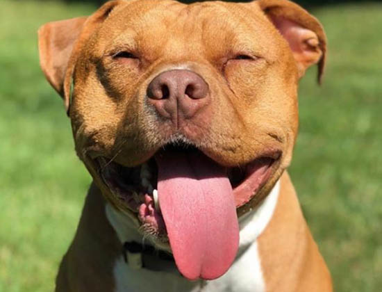 Red Nose Pitbull Info And Care