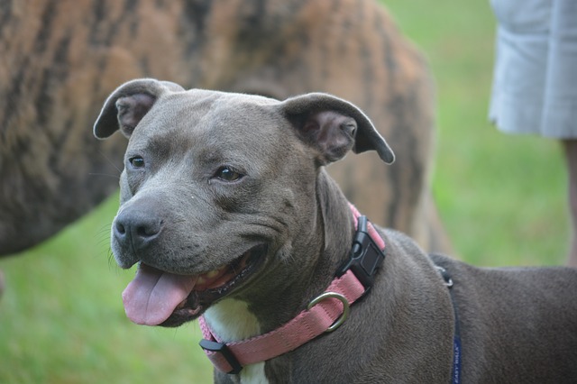 gray american staffordshire