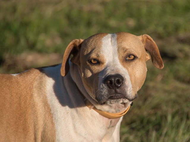 brown and white american bull terrier