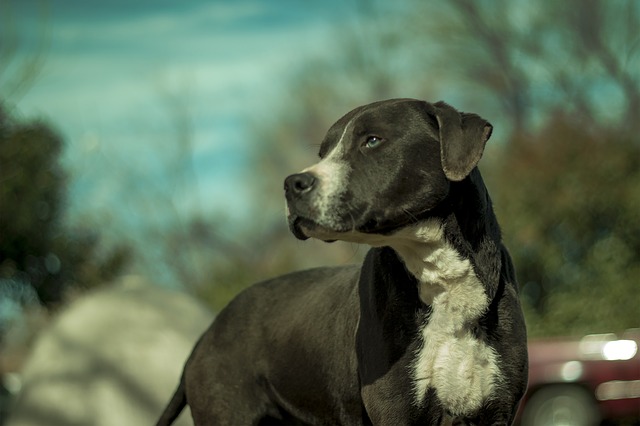 black and white pitbull looking