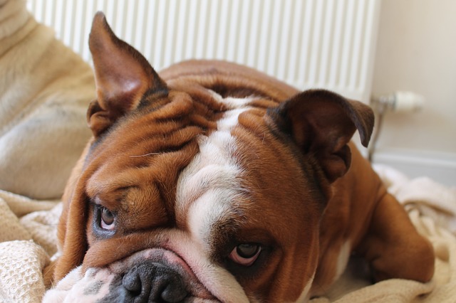 brown and white english bulldog laying in bed