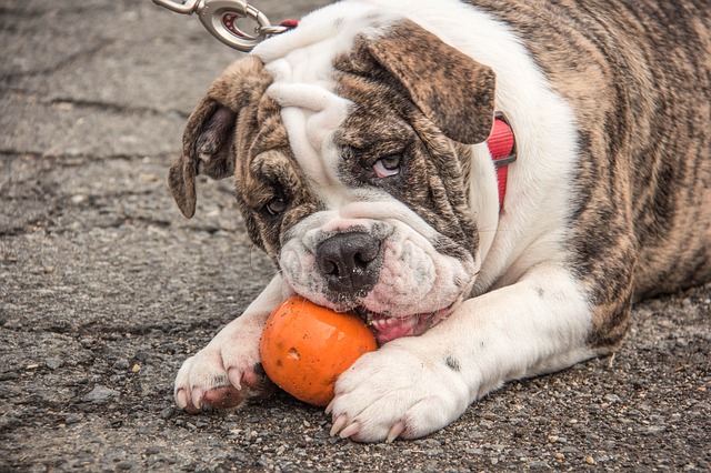 white and brindle english bulldog chewing on ball