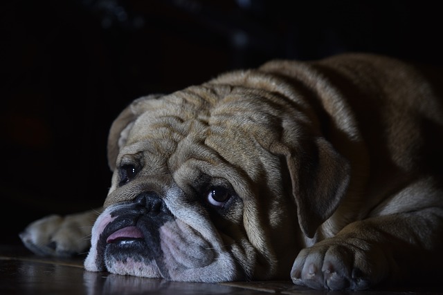 wrinkly english bulldog