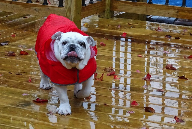 english bulldog wearing red rain coat