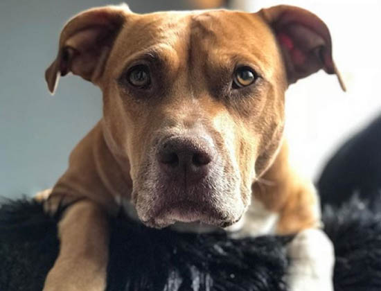 miley_therednose-jpeg-2 miley_therednose-jpeg-2