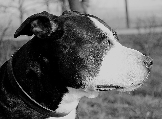 american staffordshire black and white
