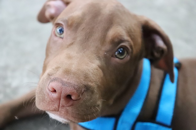 brown pitbull with green eyes