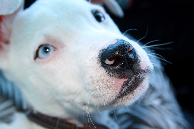 white pittie with blue eyes