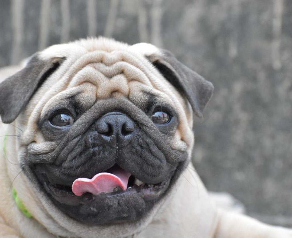 pug smiling