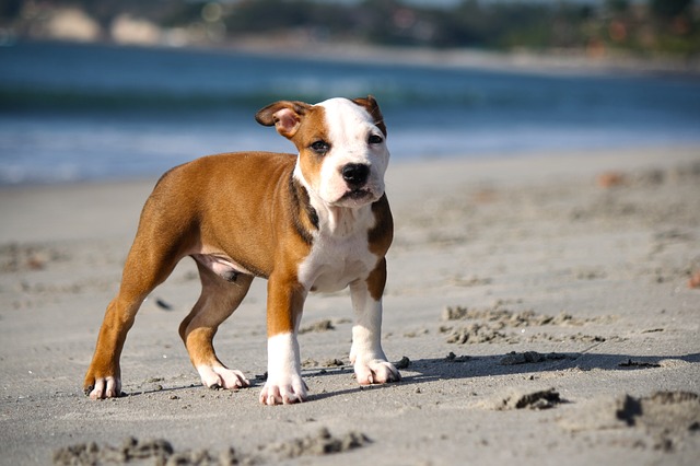 brown and white pittie pup on beach