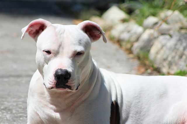 white american bull terrier